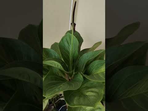 Plants Collection | What kind of plants is this?  #plants #plantscollection #plantslovers