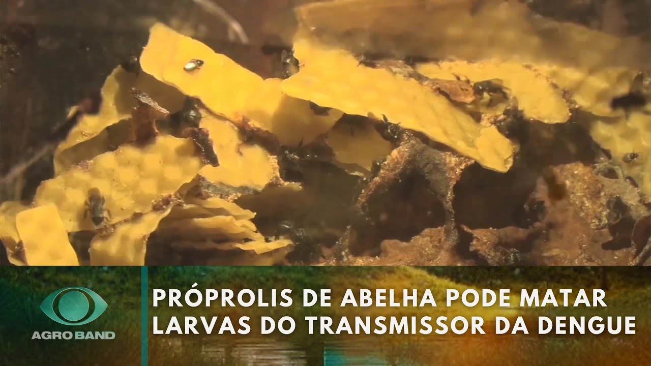 Giro Brasil exportações de algodão abelha no combate à dengue seca