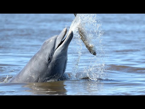Saving Lahille's Bottlenose Dolphins | Reports From The Frontline | BBC Earth