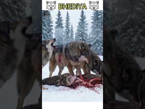 AZ#EGO #KING# BERIA#YOUTUBE#VIDEOS #BEST