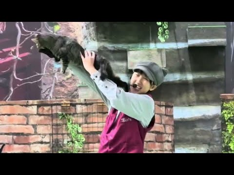 那須どうぶつ王国で開催された猫のショー『ザ・キャッツ』の様子をご紹介 サムネイル