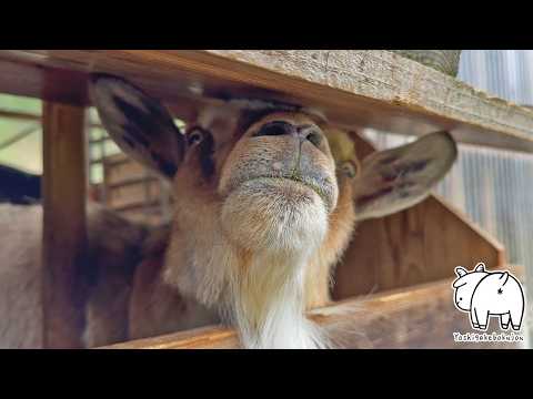 雨で外に行けないヤギたちの嘆きが可愛すぎるw　2025年5月24日　手作りヤギ牧場　#goats