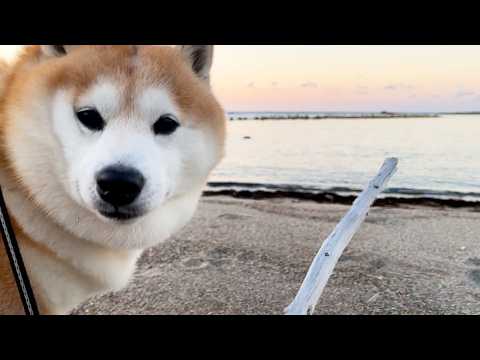 柴犬らんまるが海辺で枝を提案されて遊ぶ様子をご紹介 サムネイル