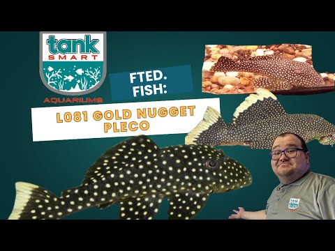 Tank Smart Fted. Fish_ L081 Gold Nugget Pleco Welcome to TankSmart Featured Fish!
Join us at TankSmart as we dive into the fascinating world of aq