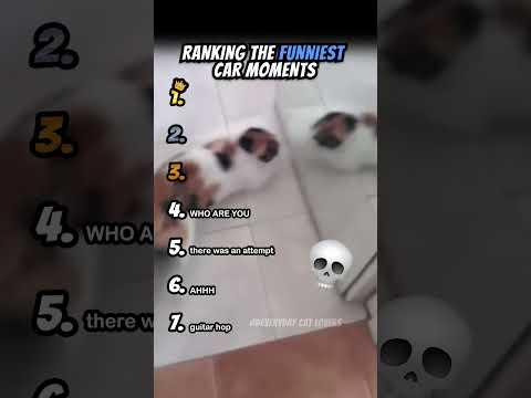 Ranking Funniest Cat Moments Part 11 #shorts #catshort #catrank #ranking