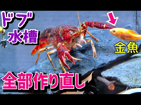 もうやり直し！ドブ水槽が変わりました。【ドブ川水槽５】