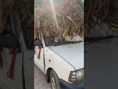 Bapu Zimidar #song #music #punjabimusic #punjabisong #love #bolleywoodsong #lovesong #funny