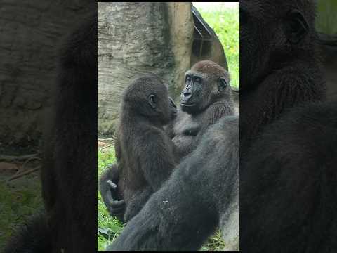 gorilla brotherly love 💕 #gorillatag #金剛猩猩 #台北市立動物園 #shorts #zoo サムネイル