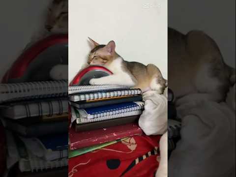 গুড মর্নিং ছোট্ট সোনা মুন্নি😍😍💤💤 #foryou #catvideos #trending #cats #ytshort #viral 24♾️