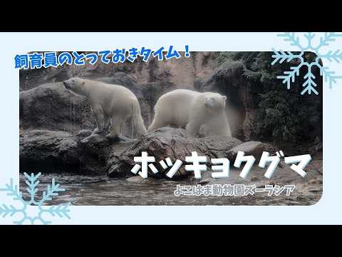 【よこはま動物園ズーラシア】ホッキョクグマ親子🐻‍❄️🐻‍❄️イッちゃんとライ！飼育員のとっておきタイム！