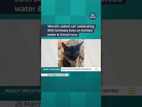 A cat, thought to be the world’s oldest, is celebrating her 30th birthday  #itvnews #cat #animals