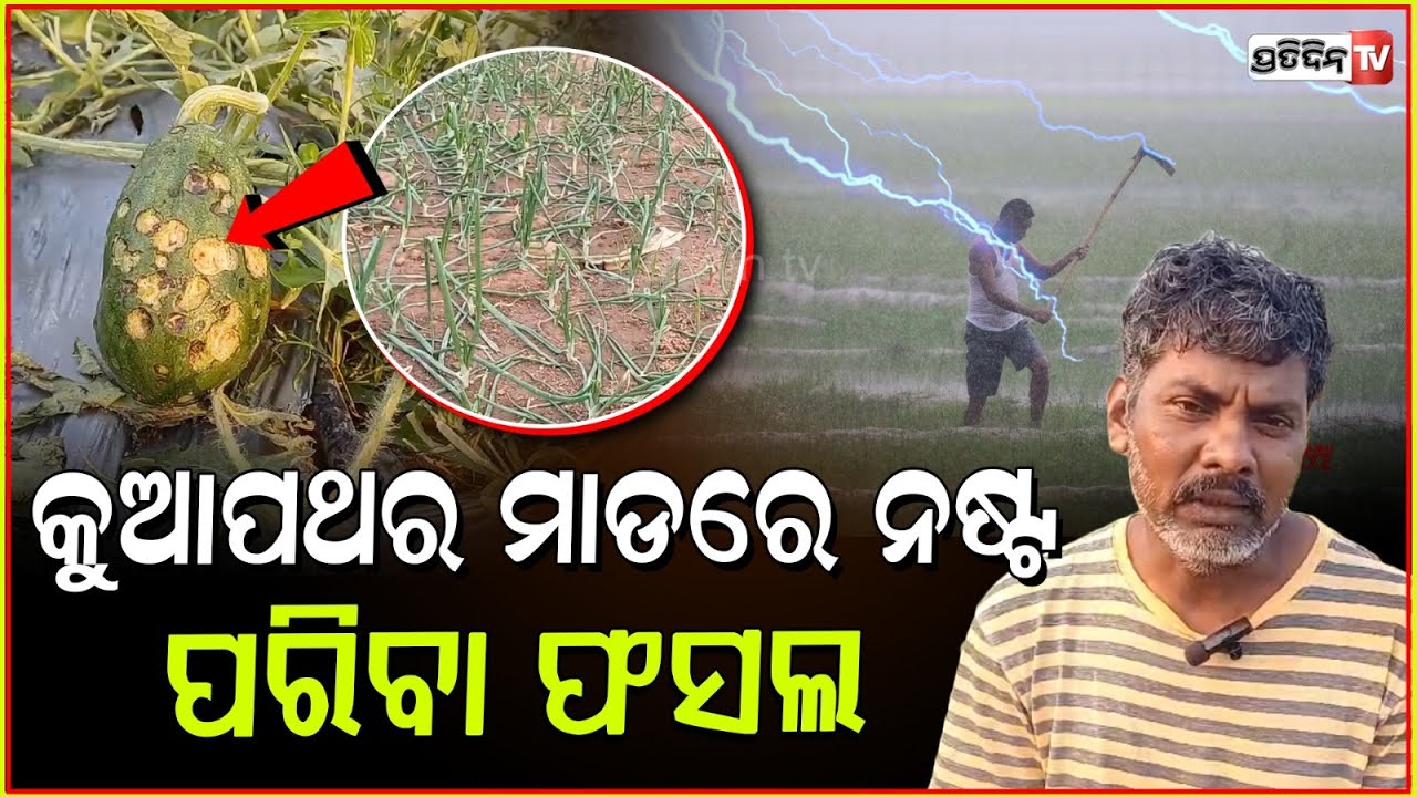 ଅଦିନିଆ ବର୍ଷା କୁଆ ପଥର ମାଡ଼ରେ ଉଜୁଡ଼ି ଯାଇଛି ଚାଷୀଙ୍କ ସୁନାର ଫସଲ l Damage vegetables in Mayurbhanj