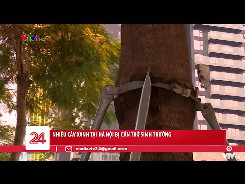Nhiều cây xanh tại Hà Nội bị cản trở sinh trưởng | VTV24