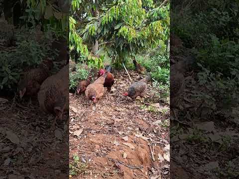 feed the beautiful chicken