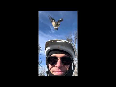 Tommy bonds with chickadees in the Ottawa Greenbelt while snow biking ￼￼