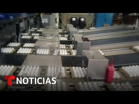 Ganaderos toman varias preocupaciones ante el brote de gripe aviar | Noticias Telemundo