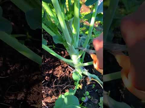 ได้เวลาเก็บบร็คอโคลี่พันธ์ุก้า