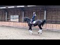 Dressage horse Handsome dressagehorse