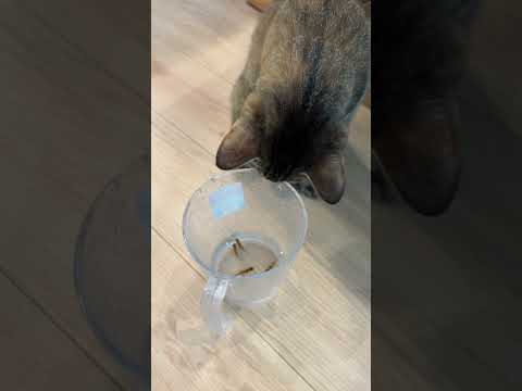 熱帯魚に夢中にな🐈 #cat #水槽部屋 #猫 #アクアリウム