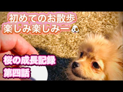 桜の成長記録　第四話　初めてのお散歩楽しみ楽しみー🐶2024年1月