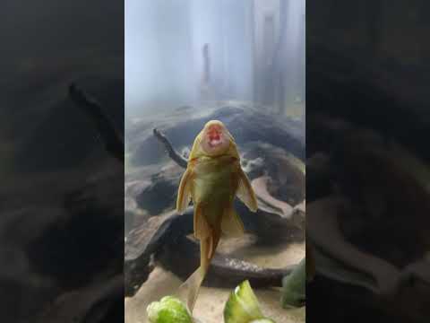 didn't know my pleco can rap... #Pleco #fish #aquarium #albinopleco #aquariumblog #oscar