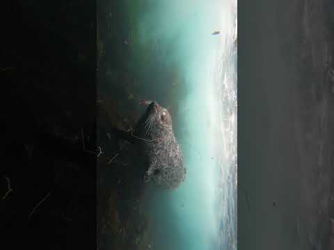 Snorkeling the North Pacific Ocean is a magical experience #exploringearth #snorkeling #california