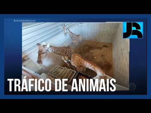 Novo zoológico do Rio está envolvido no maior caso de tráfico de animais da história do país, diz PF