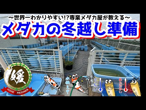 世界一わかりやすいメダカの冬越し準備～越冬前と越冬中に大切なポイント～【媛めだか/総集編】