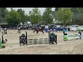 Show jumping horse Jong getalenteerd springpaard