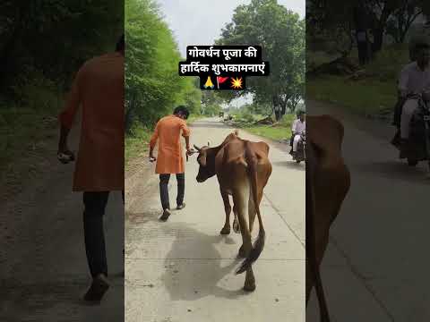 #17गोतकि18मुतभोलारामनिमली #gomata #गौमाता #song @आस्थागोभक्तिदेवभूमि