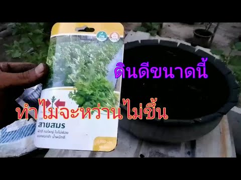 ปลูกผักชีทำไมจะหว่านไม่ขึ้น|ปร ปลูกผักชีทำไมจะหว่านไม่ขึ้น|ปร