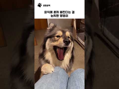 외식에 혼자 빠진다는 <strong>걸</strong> 눈치챈 댕댕이