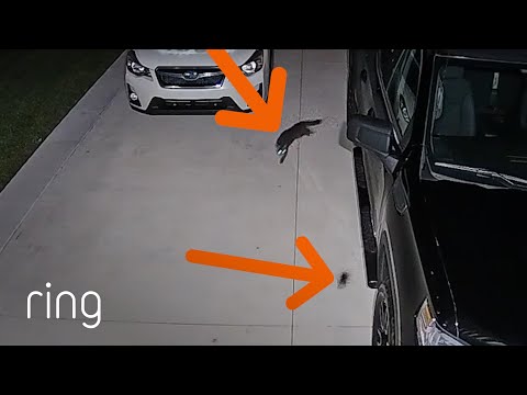 Cat Performs Impressive Acrobatics While Chasing a Bird | RingTV