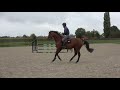 Show jumping horse Rafael