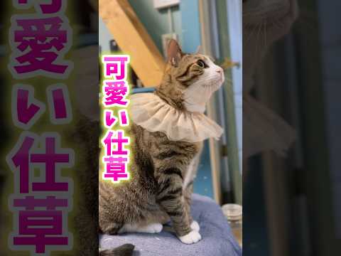 猫の動画サムネイル - 母ちゃんといる時の球太#shorts #cats #球太