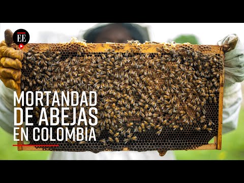 Insecticida prohibido en Europa está matando a las abejas en Colombia - El Espectador
