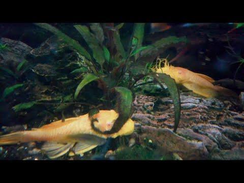 Jay's Hobbies - Aquariums