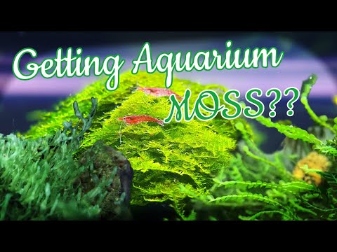 AQUARIUM MOSS Inspiration (Mosses you should defin Aquatic mosses may provide many benefits for your Aquarium. They are great looking and usually reall