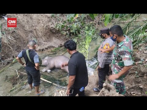 Anak Gajah Sumatera Ditemukan Mati di Aliran Sungai
