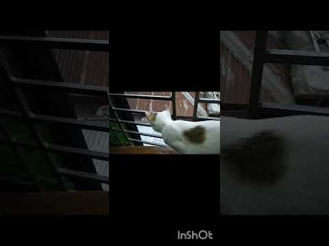 কতগুলা বাবু বিড়াল আমার খাবার খাইতে চলে আসছে😔😋#shorts #cat #catlovers #youtubeshorts