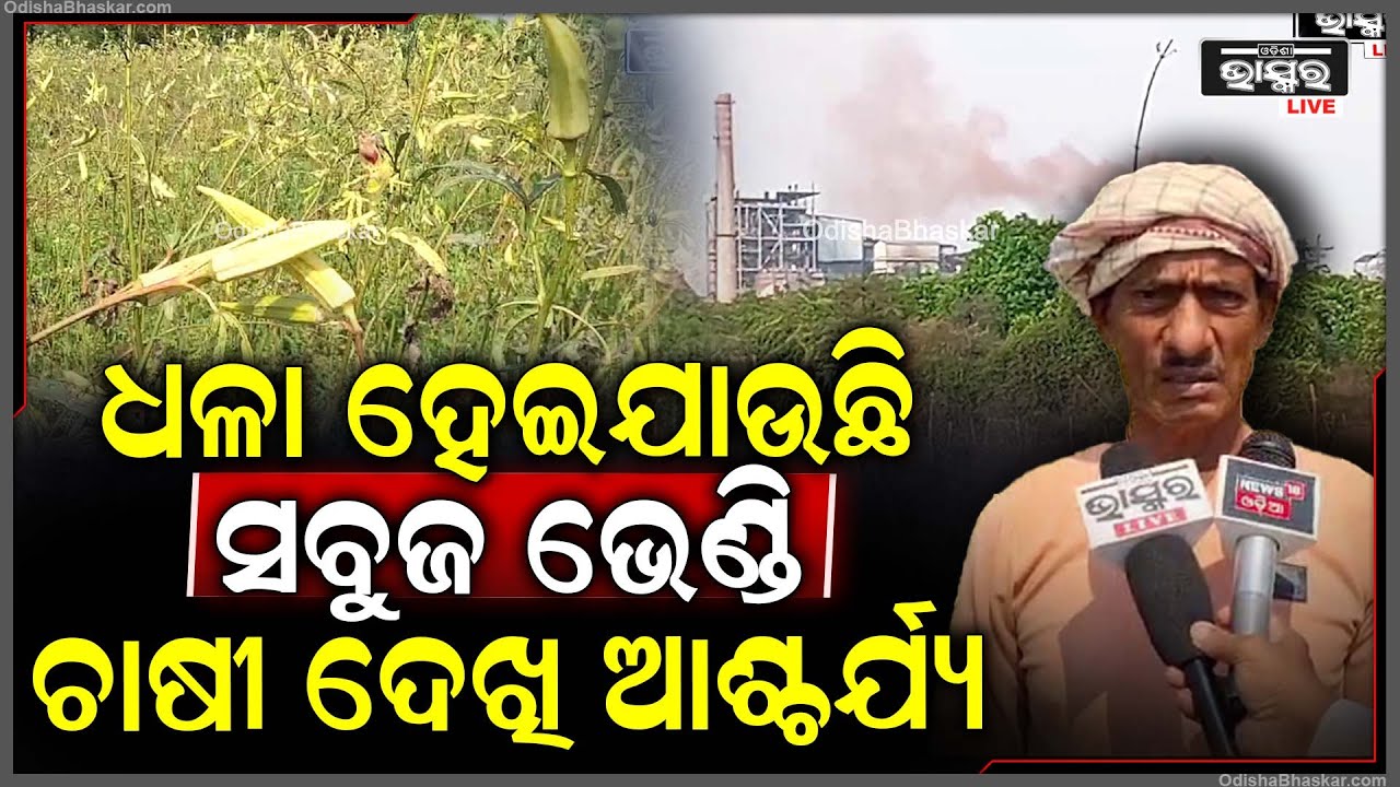ଧଳା ହେଇଯାଉଛି ସବୁଜ ଭେଣ୍ଡି, ଚାଷୀ ଦେଖି ଆଶ୍ଚର୍ଯ୍ୟ | ଭେଣ୍ଡି ଚାଷ କରି ଲକ୍ଷ ଲକ୍ଷ ଟଙ୍କା କ୍ଷତି ସହିଲେ ଚାଷୀ