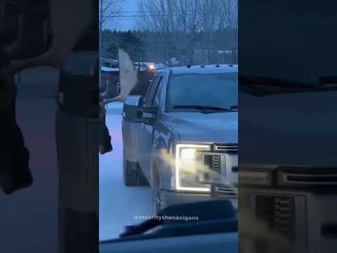 Moose vs Truck - Who Wins? #viral
