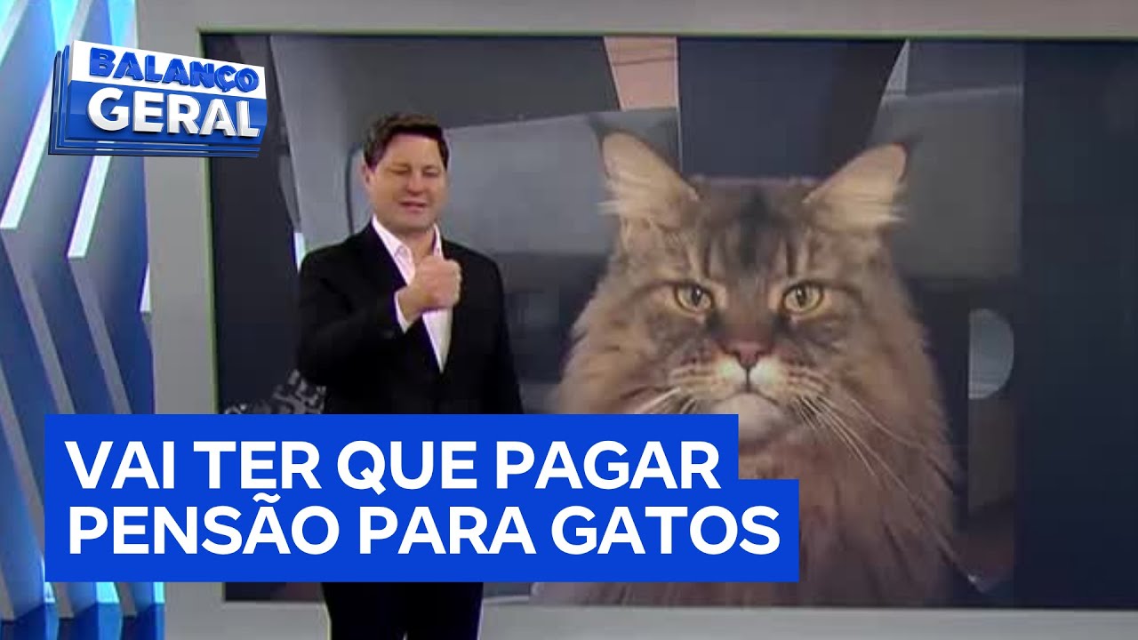 Ex marido vai pagar pensão para gatos após divórcio na Turquia