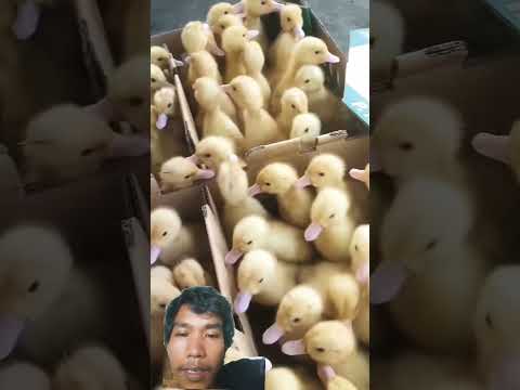 anak bebek lucu #bebeklucu #donalduck #duckling #youtube #fun #ytshorts