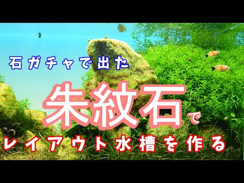 朱紋石でレイアウト水槽を作る