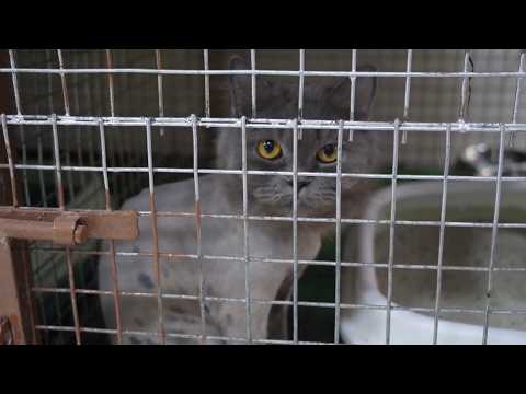Abandoned Animals Fill Up Rescue Shelters As People Flee Iran War
