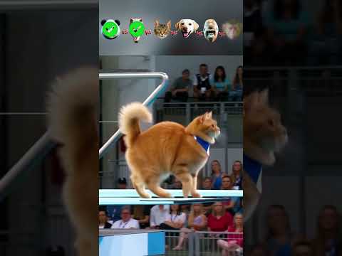 Panda vs Dinosaur vs Cat vs Dog vs Gorilla-Diving Challenge😮