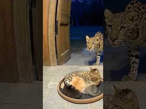 Tiny Guardian vs. Giant Cat: Motherhood is the Strongest Force ❤️💪