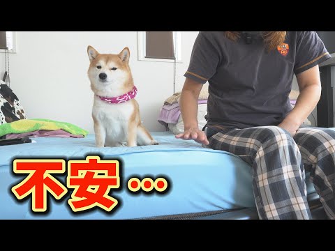 柴犬豆柴兄妹の日常と家族の温かな瞬間 サムネイル