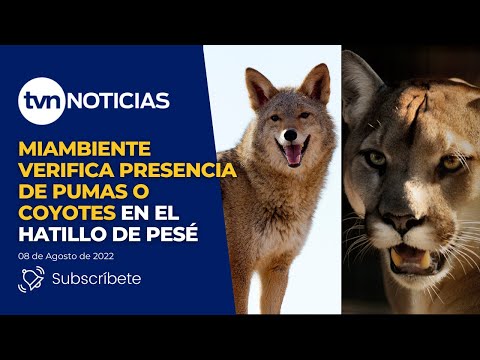 MIAMBIENTE verifica presencia de Pumas y Coyotes en el Hatillo de Pesé